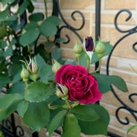 バラ　オデュッセイア,花のある暮らし,ありがとう,ずっと忘れないよ,薔薇大好きの画像
