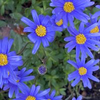 ブルーデイジー,白藤,癒し,ブルーの花,ご近所散歩の画像