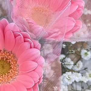 ガーベラ,かすみ草,花束,白い花,ピンクの花の画像