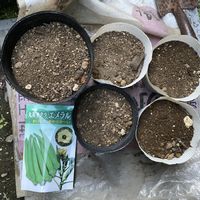 オクラ,ツルムラサキ,アオイ科,種から,夏野菜の画像