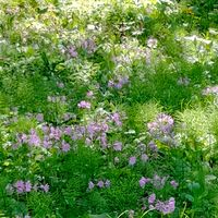 サクラソウ,桜草,山野草,ピンク色の花,山形市野草園の画像