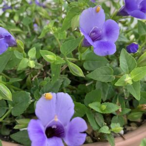 スーパートレニア・カタリーナブルーリバー,青い花が好き,ベランダの画像