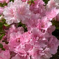 アザレア,鉢植え,ピンクの花,玄関の画像