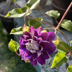 クレマチス  キリ・テ・カナワ,つる性植物,紫色,八重咲き,植木鉢の画像