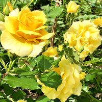 ガザニア,黄色い薔薇,ジャーマンアイリス 黄色,オステオスぺルマム,黄色いオダマキの画像