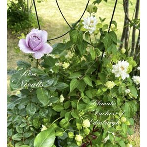 クレマチス ダッチェスオブエジンバラ,花のある暮らし,薔薇 ノヴァーリス,咲いてくれてありがとう❤,素敵な出会いに感謝❤️の画像
