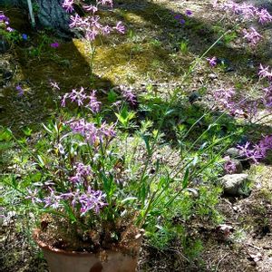 カッコウセンノウ,鉢植え,寒さに弱い,春の訪れ,スマホ撮影の画像