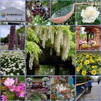 コスモス,ヒマワリ,藤の花,多肉植物,かわいいの画像