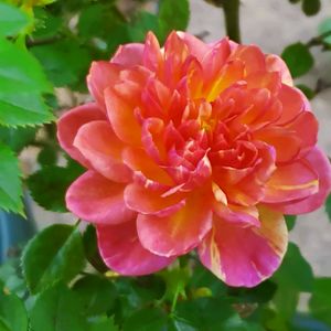 バラ,プティカドゥ カシュ・カシュ,鉢植え,デルバール,かわいいな♡の画像