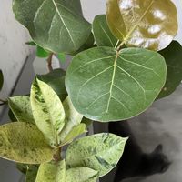 フィカス・ジン,シーグレープ,観葉植物,新葉の画像