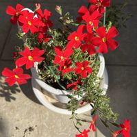 マーガレット,サンブリテニア　スカーレット,サンブリテニア,花壇,小さな花壇の画像