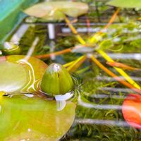 温帯スイレン,ビオトープ,花のある暮らし,緑のある暮らし,メダカの水槽の画像