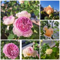 バラ,ミニバラ,バラ ブルームーンストーン,バラ、薔薇、ばら,バラ　メルヘンツァウバーの画像