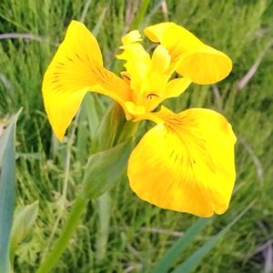 ショウブ,鮮やか ,接写,花のある暮らし,華やかの画像