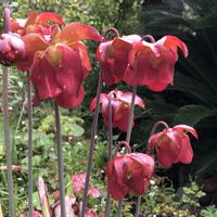 サラセニア レウコフィラ,食虫植物,食虫植物 サラセニア,食虫植物の花の画像