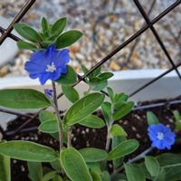 アメリカンブルー,アメリカンブルー,日々草(にちにちそう),庭の画像