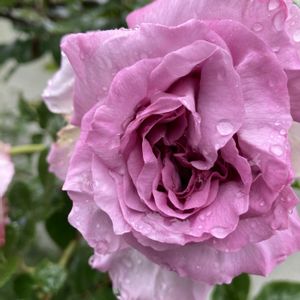 薔薇ローズジネルジック,薔薇ローズジネルジック,地植え,我が家のバラ,ピンク色の花の画像