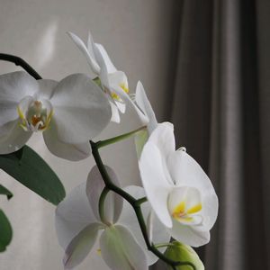 大輪胡蝶蘭白,多様性を愛する会,花がくれる癒し,窓辺の画像