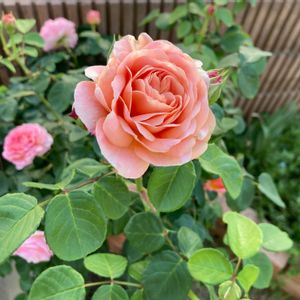 庭の花,バラ 鉢植え,ピンクの薔薇,バラ初心者,バラ ユーステイシア ヴァイの画像