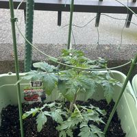 ミニトマト,ミニトマト キャロルツリー,PR,サカタの種,おうち園芸の画像