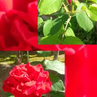 シロツメクサ,バラ,赤い薔薇,マツヨイグサ,プランターの画像