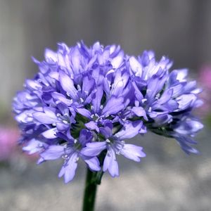 ギリア・レプタンサ,種まき,花のある暮らし,癒しの植物,可愛い花の画像