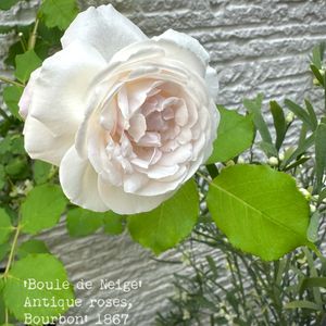 バラ 鉢植え,バラ・オールドローズ,バラを楽しむ,バラのある暮らし,小さな庭からの画像
