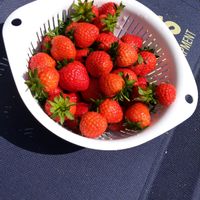 イチゴ♡,いちご成長記録,プランター栽培,一季なり苺,小さな庭の画像