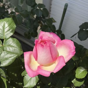 鉢植え,咲いた！,つぼみ,ばら バラ 薔薇,バラ　オーブの画像