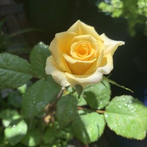 アブラカタブラ,バラ 鉢植え,ばら バラ 薔薇の画像