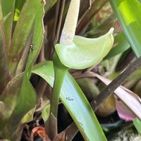 アロカシア・アマゾニカ,沖縄,アロカシア属,うりずんの季節,庭の画像
