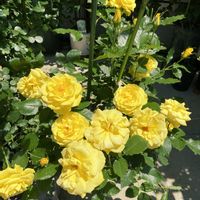バラ,フリージア,薔薇,小さな庭の画像