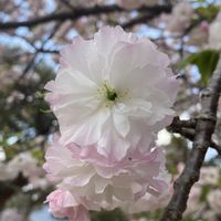 サクラ,松月,八重桜・松月,さくら サクラ 桜,松月桜の画像