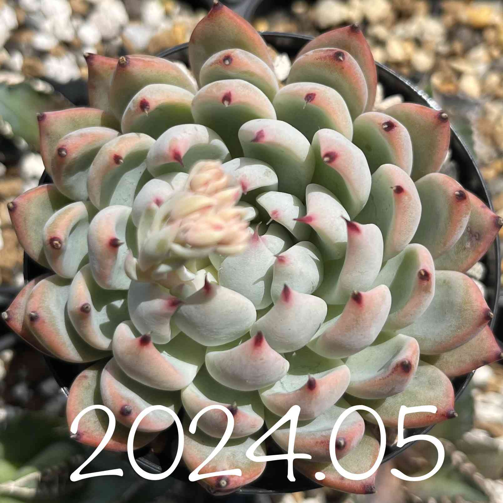 ザラゴーサ sp ノバの一覧｜🍀GreenSnap（グリーンスナップ）