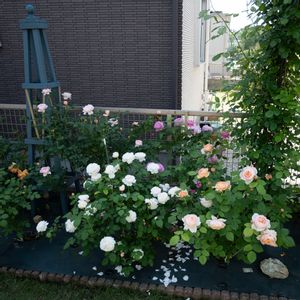 クイーン・オブ・スウェーデン,ピンク,いっぱい,花のある暮らし,バラ・切り花の画像