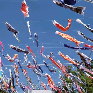 菖蒲,黄菖蒲,ショウブ,今日のお花,服部緑地公園の画像