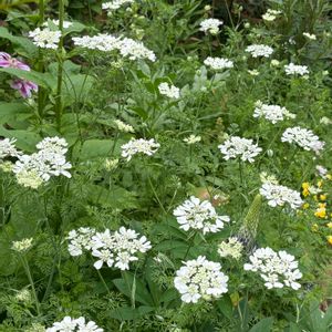 オルレア,白い花,5月の庭,オルレア（オルラヤ）,こぼれ種とばら撒き種からの画像