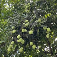 マンゴー,南国フルーツの画像