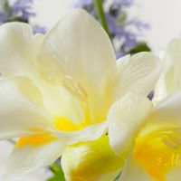 オダマキ,スイートピー,チューリップ,フリージア,花のある暮らしの画像