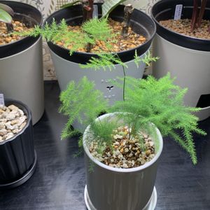 アスパラガス,アスパラガス プルモサス,観葉植物,植え替えの画像