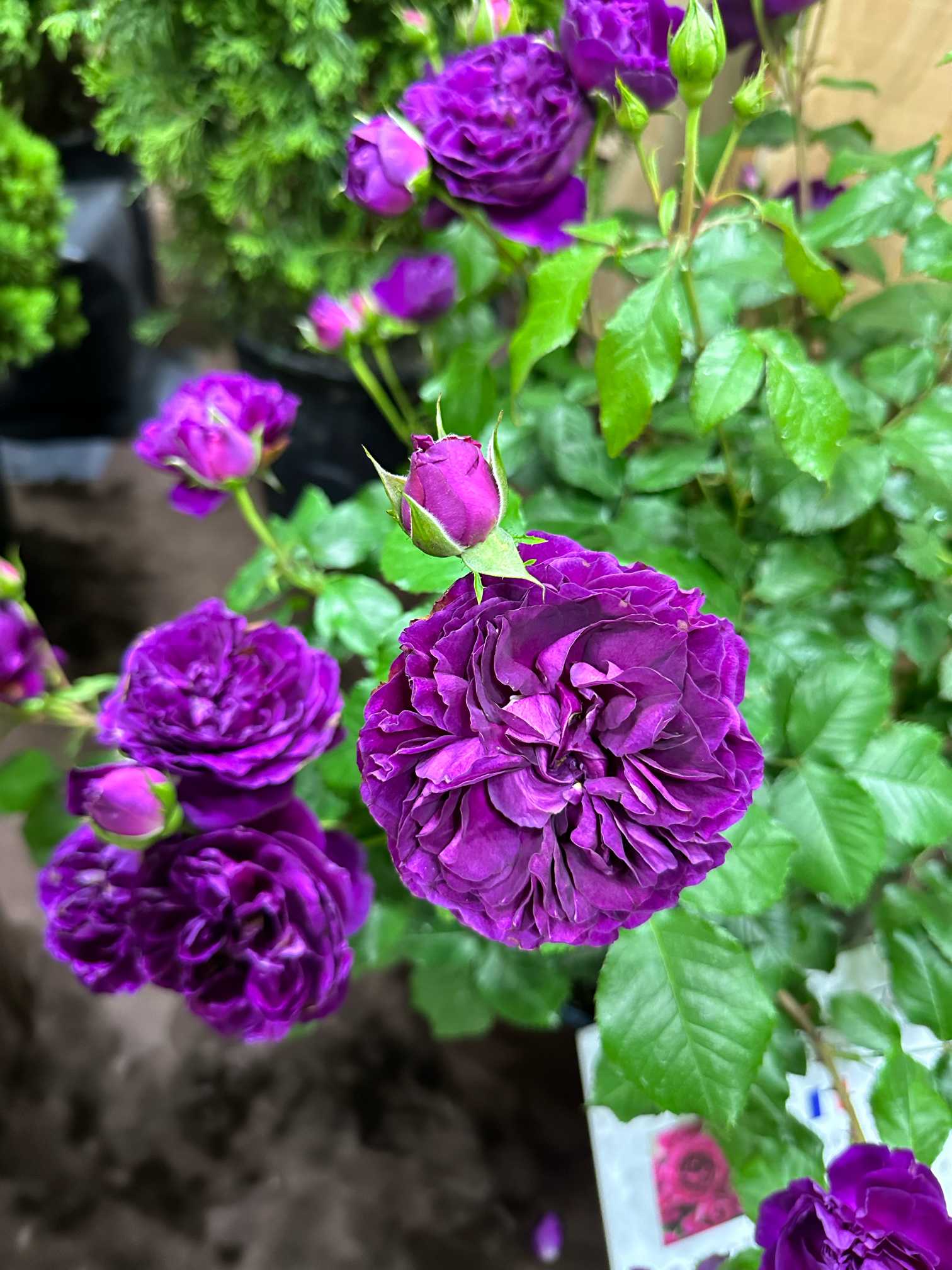 ①横浜フラワーandガーデンフェスティバル2024に行って来たよ バラ編