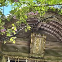 クリンソウ,八重桜,躑躅,黒アゲハチョウ,愛宕神社の画像