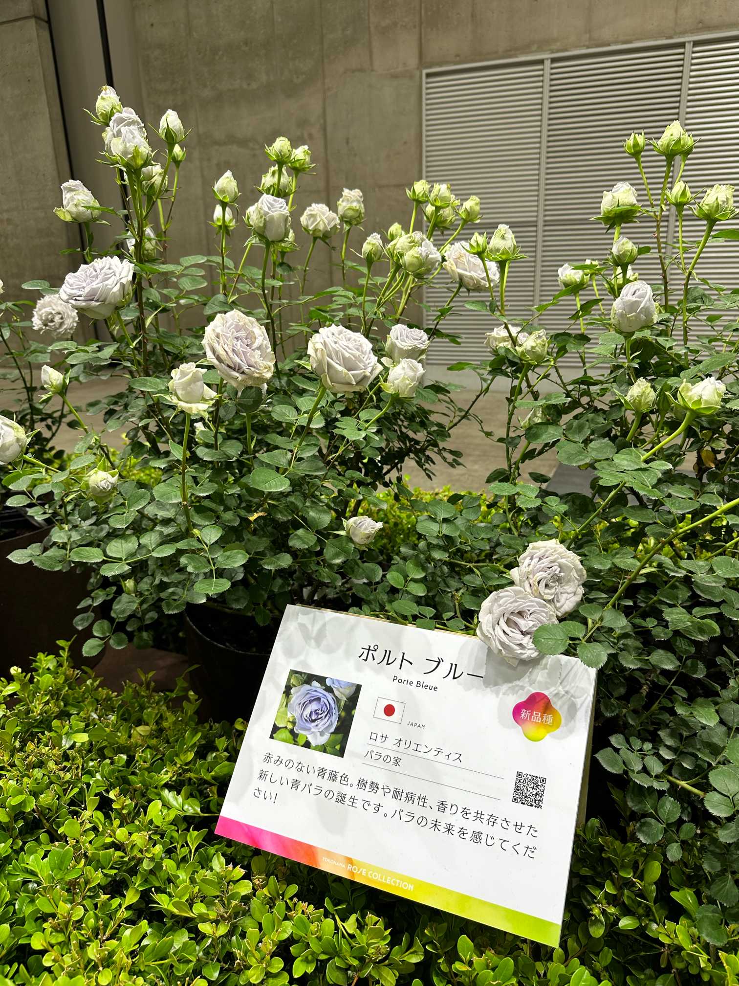 バラ苗【6号新苗】ポルトブルー 国産苗 6号鉢植え品［農林水産省