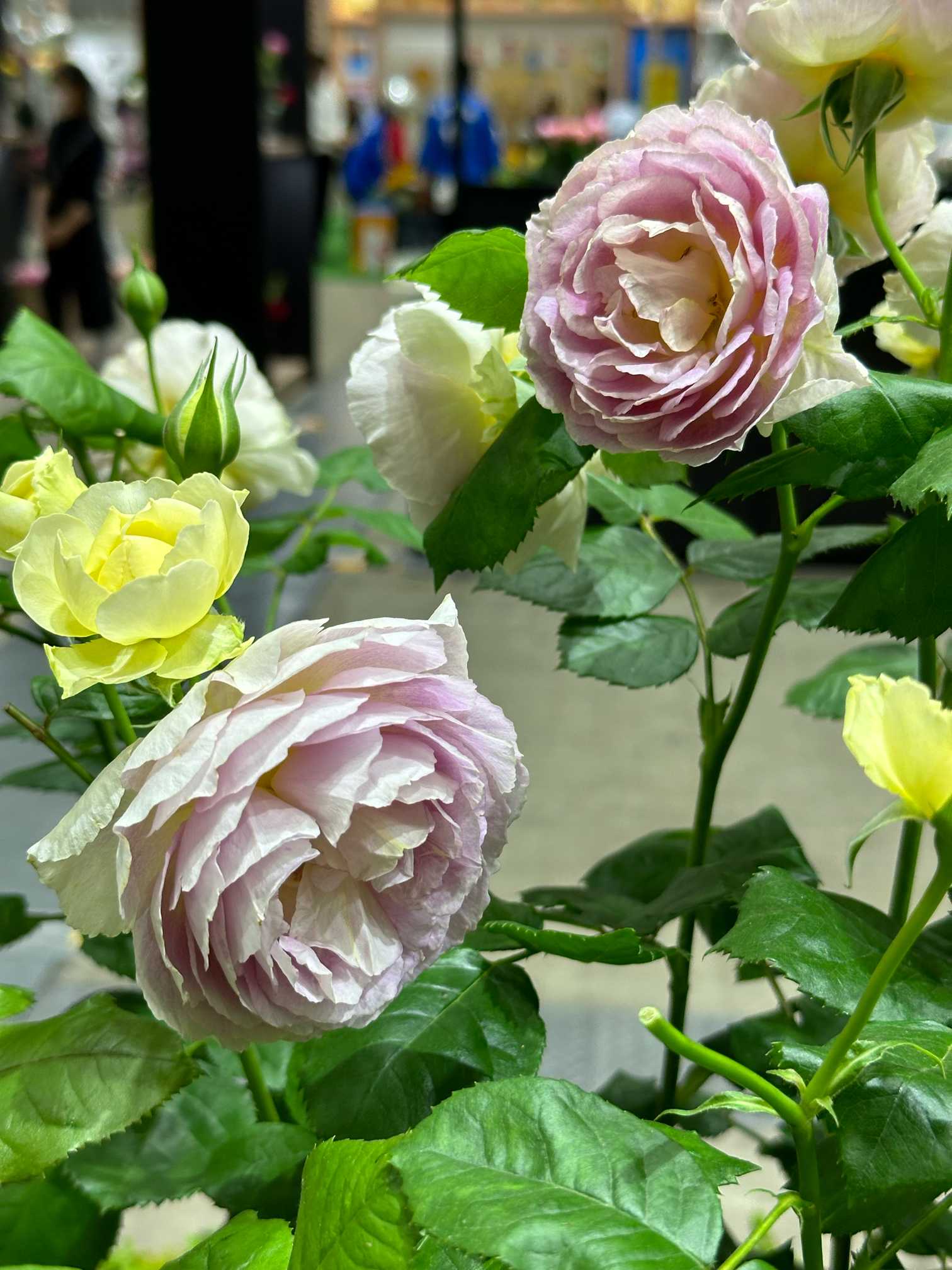 ①横浜フラワーandガーデンフェスティバル2024に行って来たよ バラ編