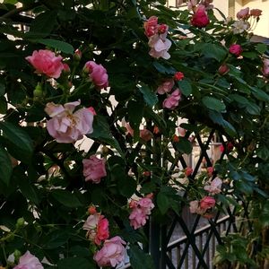 つるバラ コーネリア,蔓薔薇　ルージュピエールドゥロンサール,フェンス,庭の画像