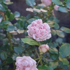 バラ,薔薇,ローズアントワネット,鉢植え,可愛いの画像