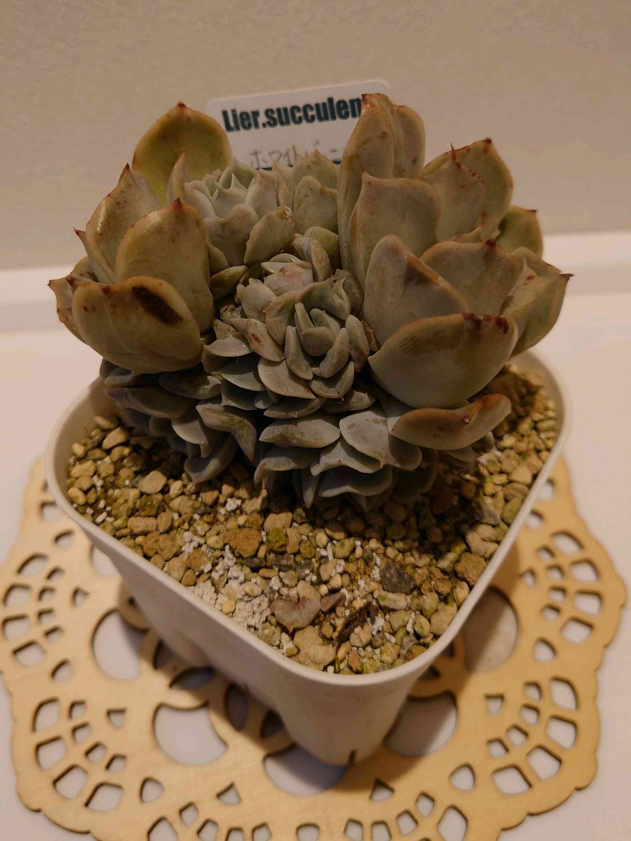 売却済み 多肉植物 リエール苗 ブラックチップ