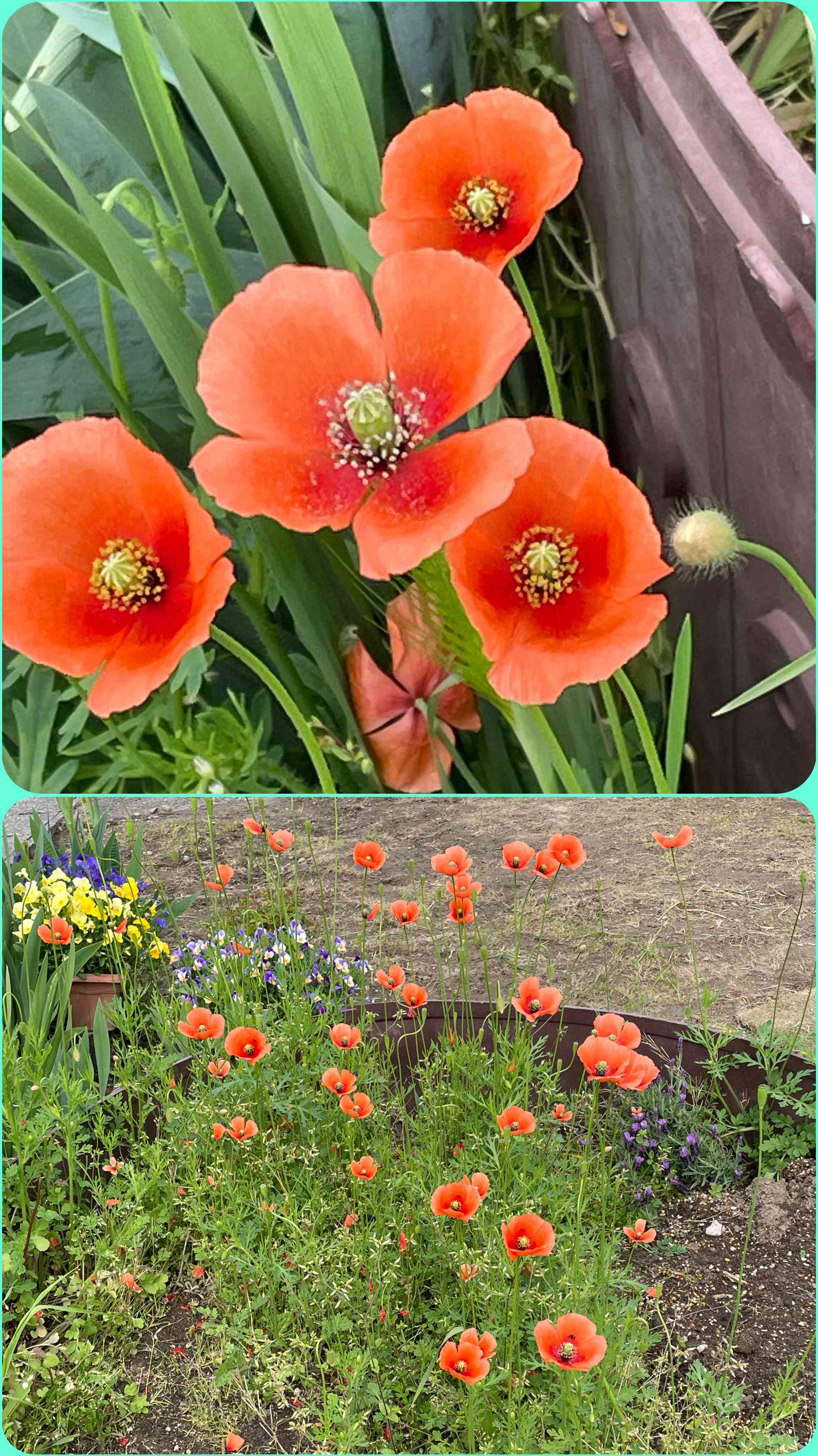 虞美人草サムサラ おまとめ 虞美人草サムサラ様 専用 おまとめ