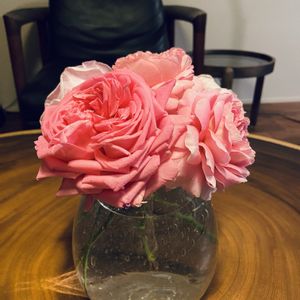 バラ,ムーラン・ド・ラ・ギャレット,薔薇つるバラマリーヘンリエッテ,パヒュームドレス,デイム・エディスヘレンの画像