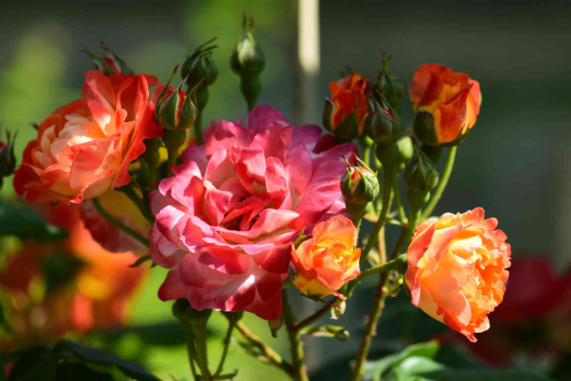 オフホワイトのばらと枝の花と葉 オフホワイトのばらと枝の花と葉 オフホワイトのばらと枝